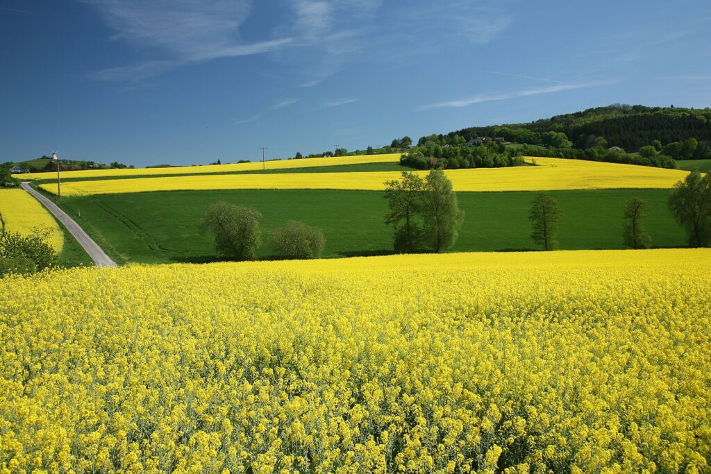 Rapsfeld vor Wiese und blauem Himmel 20017